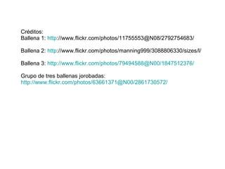 Créditos: Ballena 1: http ://www.flickr.com/photos/11755553@N08/2792754683/ Ballena 2: http ://www.flickr.com/photos/manning999/3088806330/sizes/l/ Ballena 3: http://www.flickr.com/photos/79494588@N00/1847512376/ Grupo de tres ballenas jorobadas: http://www.flickr.com/photos/63661371@N00/2861730572/