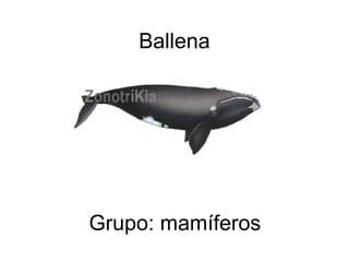 Ballena  Grupo: mamíferos 