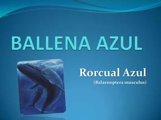 Rorcual Azul
  (Balaenoptera musculus)
 