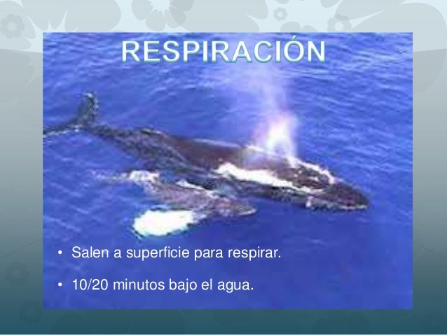 Ballena azul