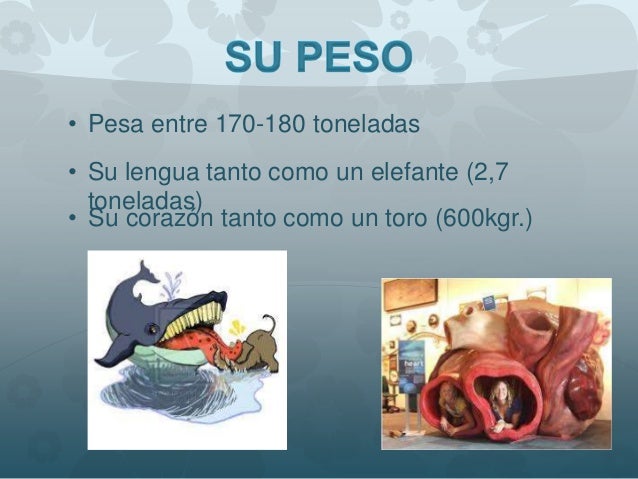 Cuanto Pesa La Lengua De Una Ballena Azul