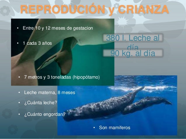 Cuanto Dura La Gestacion De Una Ballena