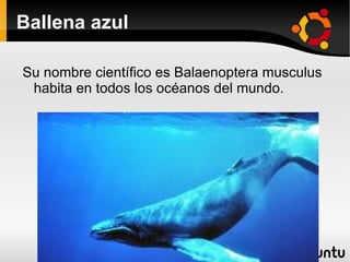 Ballena azul

Su nombre científico es Balaenoptera musculus
 habita en todos los océanos del mundo.
 