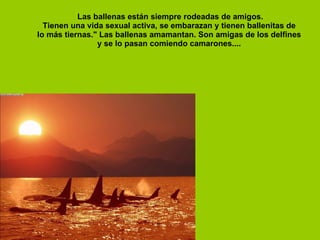 Las ballenas están siempre rodeadas de amigos. Tienen una vida sexual activa, se embarazan y tienen ballenitas de  lo más tiernas." Las ballenas amamantan. Son amigas de los delfines  y se lo pasan comiendo camarones....  
