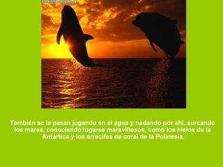 También se la pasan jugando en el agua y nadando por ahí, surcando  los mares, conociendo lugares maravillosos, como los hielos de la  Antártica y los arrecifes de coral de la Polinesia. 
