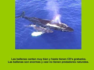 Las ballenas cantan muy bien y hasta tienen CD's grabados. Las ballenas son enormes y casi no tienen predadores naturales.  