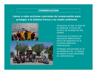 Llevar a cabo acciones concretas de conservación para
proteger a la ballena franca y su medio ambiente
CONSERVACION
•Promover el Uso no letal de
las Ballenas a traves del
turismo de avistaje de alta
calidad
•Promover la creacion de
Santuarios Ballenerosón
activa de Argentina en la
Comisión Ballenera
Internacional.
•Trabajar activamente en la
consolidacion de un bloque
de paises conservacionistas
en Latinoamerica
 