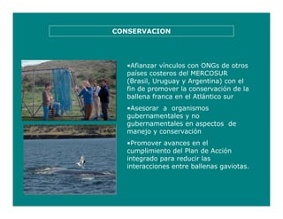 •Afianzar vínculos con ONGs de otros
países costeros del MERCOSUR
(Brasil, Uruguay y Argentina) con el
fin de promover la conservación de la
ballena franca en el Atlántico sur
•Asesorar a organismos
gubernamentales y no
gubernamentales en aspectos de
manejo y conservación
•Promover avances en el
cumplimiento del Plan de Acción
integrado para reducir las
interacciones entre ballenas gaviotas.
CONSERVACION
 