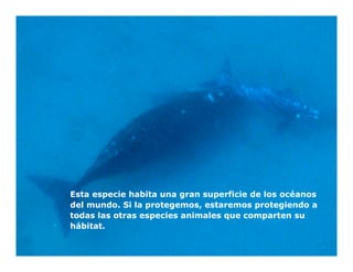 Esta especie habita una gran superficie de los océanos
del mundo. Si la protegemos, estaremos protegiendo a
todas las otras especies animales que comparten su
hábitat.
 