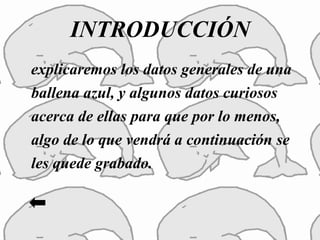 INTRODUCCIÓN
explicaremos los datos generales de una
ballena azul, y algunos datos curiosos
acerca de ellas para que por lo menos,
algo de lo que vendrá a continuación se
les quede grabado.
 