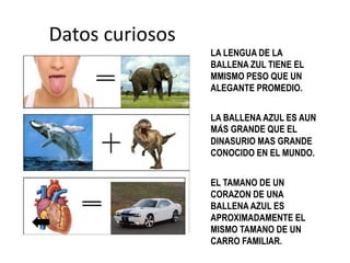 Datos curiosos
LA LENGUA DE LA
BALLENA ZUL TIENE EL
MMISMO PESO QUE UN
ALEGANTE PROMEDIO.
LA BALLENA AZUL ES AUN
MÁS GRANDE QUE EL
DINASURIO MAS GRANDE
CONOCIDO EN EL MUNDO.
EL TAMANO DE UN
CORAZON DE UNA
BALLENA AZUL ES
APROXIMADAMENTE EL
MISMO TAMANO DE UN
CARRO FAMILIAR.
 