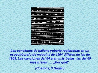 Las canciones de ballena yubarta registradas en un espectrógrafo de máquina de 1964 difieren de las de 1969. Las canciones del 64 eran más bellas, las del 69 más tristes ..... ¿Por qué?  (Cosmos, C.Sagan) 