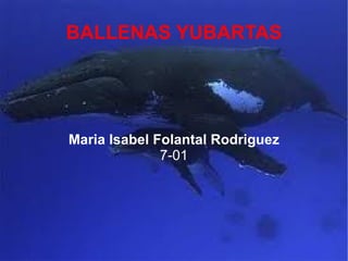 BALLENAS YUBARTAS Maria Isabel Folantal Rodriguez 7-01 