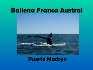 Ballena Franca Austral Puerto Madryn 