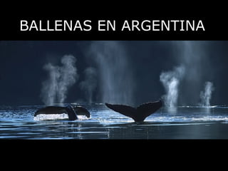 BALLENAS EN ARGENTINA 