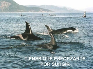 TIENES QUE ESFORZARTE POR SURGIR 