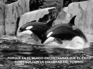 PORQUE EN EL MUNDO ENCONTRARAS QUE EL ÉXITO COMIENZA CON LA VOLUNTAD DEL HOMBRE 