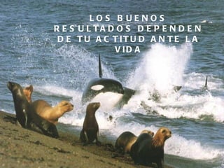 LOS BUENOS RESULTADOS DEPENDEN DE TU ACTITUD ANTE LA VIDA 
