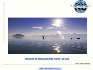 Santuario de Ballenas en Mar Austral  de Chile www.derechoanimal.uchile.cl 