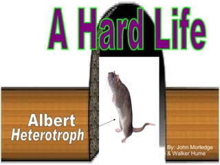 A Hard Life Albert  By: John Morledge & Walker Hume Heterotroph 