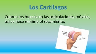 Los Cartílagos
Cubren los huesos en las articulaciones móviles,
así se hace mínimo el rozamiento.
 