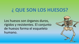 ¿ QUE SON LOS HUESOS?
Los huesos son órganos duros,
rígidos y resistentes. El conjunto
de huesos forma el esqueleto
humano.
 