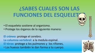 ¿SABES CUALES SON LAS
FUNCIONES DEL ESQUELETO?
• El esqueleto sostiene al organismo.
• Protege los órganos de la siguiente manera:
El cráneo: protege el cerebro.
La columna vertebral: a la medula espinal.
El tórax: protege a los pulmones y los riñones,
• Los huesos también le dan forma a tu cuerpo.
 