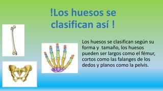 !Los huesos se
clasifican así !
Los huesos se clasifican según su
forma y tamaño, los huesos
pueden ser largos como el fémur,
cortos como las falanges de los
dedos y planos como la pelvis.
 
