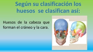 Según su clasificación los
huesos se clasifican así:
Huesos de la cabeza que
forman el cráneo y la cara.
 