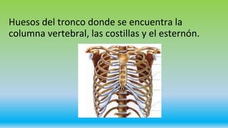 Huesos del tronco donde se encuentra la
columna vertebral, las costillas y el esternón.
 
