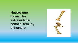 Huesos que
forman las
extremidades
como el fémur y
el humero.
 