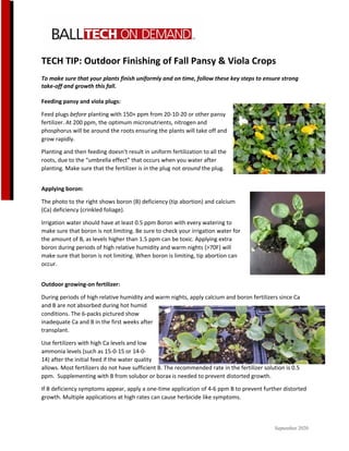 September 2020
TECH TIP: Outdoor Finishing of Fall Pansy & Viola Crops
To make sure that your plants finish uniformly and on time, follow these key steps to ensure strong
take-off and growth this fall.
Feeding pansy and viola plugs:
Feed plugs before planting with 150+ ppm from 20-10-20 or other pansy
fertilizer. At 200 ppm, the optimum micronutrients, nitrogen and
phosphorus will be around the roots ensuring the plants will take off and
grow rapidly.
Planting and then feeding doesn’t result in uniform fertilization to all the
roots, due to the “umbrella effect” that occurs when you water after
planting. Make sure that the fertilizer is in the plug not around the plug.
Applying boron:
The photo to the right shows boron (B) deficiency (tip abortion) and calcium
(Ca) deficiency (crinkled foliage).
Irrigation water should have at least 0.5 ppm Boron with every watering to
make sure that boron is not limiting. Be sure to check your irrigation water for
the amount of B, as levels higher than 1.5 ppm can be toxic. Applying extra
boron during periods of high relative humidity and warm nights {>70F} will
make sure that boron is not limiting. When boron is limiting, tip abortion can
occur.
Outdoor growing-on fertilizer:
During periods of high relative humidity and warm nights, apply calcium and boron fertilizers since Ca
and B are not absorbed during hot humid
conditions. The 6-packs pictured show
inadequate Ca and B in the first weeks after
transplant.
Use fertilizers with high Ca levels and low
ammonia levels (such as 15-0-15 or 14-0-
14) after the initial feed if the water quality
allows. Most fertilizers do not have sufficient B. The recommended rate in the fertilizer solution is 0.5
ppm. Supplementing with B from solubor or borax is needed to prevent distorted growth.
If B deficiency symptoms appear, apply a one-time application of 4-6 ppm B to prevent further distorted
growth. Multiple applications at high rates can cause herbicide like symptoms.
 