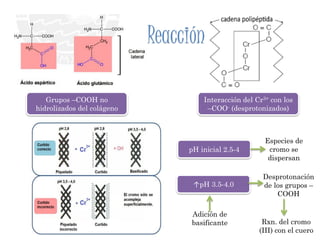 Grupos –COOH no
hidrolizados del colágeno
Interacción del Cr3+ con los
–COO- (desprotonizados)
pH inicial 2.5-4
↑pH 3.5-4.0
Especies de
cromo se
dispersan
Desprotonación
de los grupos –
COOH
Adición de
basificante Rxn. del cromo
(III) con el cuero
Reacción
 