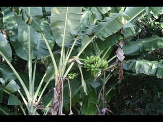 Balneario Camboriu Marco 2010
