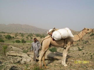Baloch culture ppt | PPTX