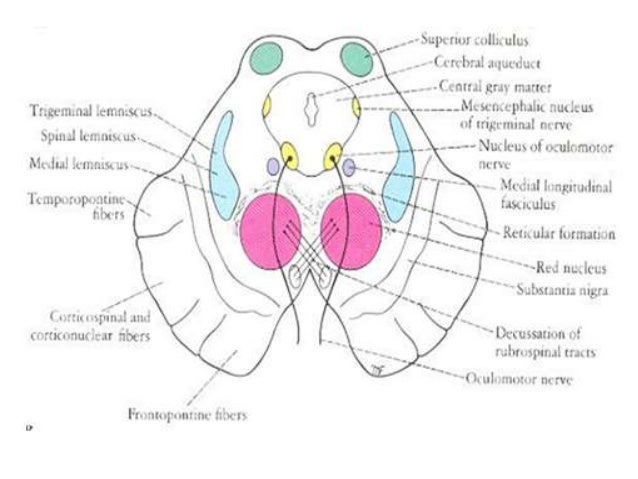 Anatomy of the mid brain