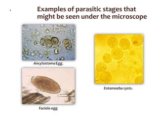 . Examples of parasitic stages that
might be seen under the microscope
Entamoeba cysts.
Faciola egg
 