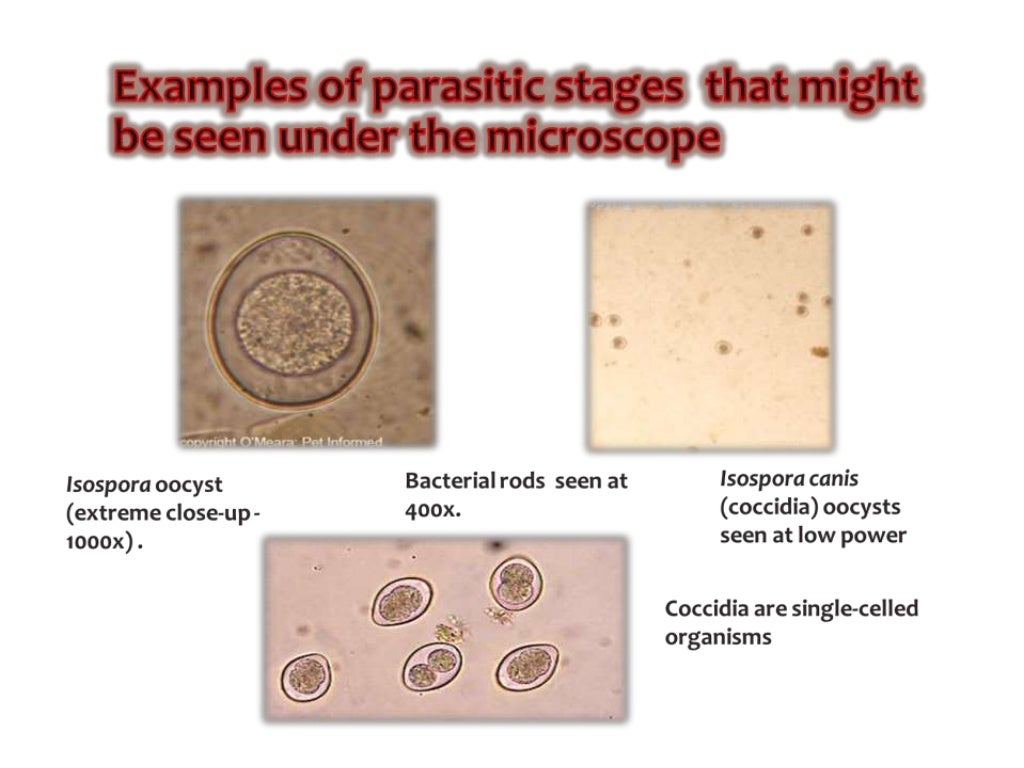 stool analysis