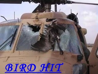 BIRD HIT 