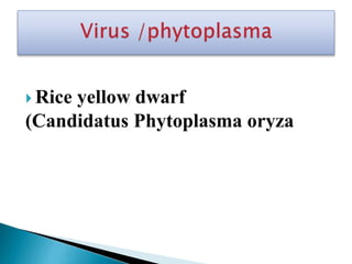 Balsa Rice VIRAL DISEASES OF RICE TRASMITTED BY VECTORS | PPTX