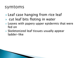 Balsa Rice VIRAL DISEASES OF RICE TRASMITTED BY VECTORS | PPTX