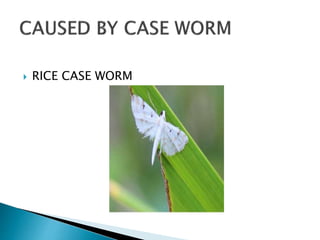 Balsa Rice VIRAL DISEASES OF RICE TRASMITTED BY VECTORS | PPTX