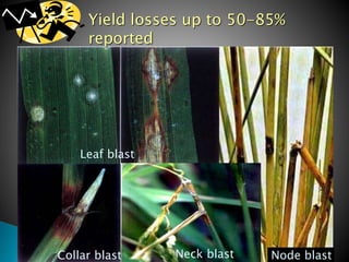 Balsa Rice VIRAL DISEASES OF RICE TRASMITTED BY VECTORS | PPTX