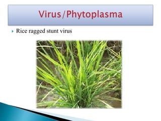 VIRAL DISEASES OF RICE TRASMITTED BY VECTORS | PPTX