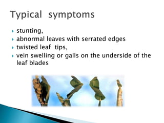 Balsa Rice VIRAL DISEASES OF RICE TRASMITTED BY VECTORS | PPTX