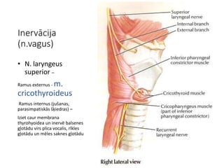 Inervācija
(n.vagus)
• N. laryngeus
superior –
Ramus externus - m.
cricothyroideus
Ramus internus (jušanas,
parasimpatiskās šķiedras) –
Iziet caur membrana
thyrohyoidea un inervē balsenes
gļotādu virs plica vocalis, rīkles
gļotādu un mēles saknes gļotādu
 