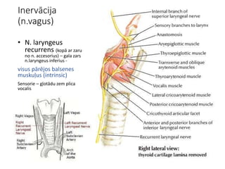 Inervācija
(n.vagus)
• N. laryngeus
recurrens (kopā ar zaru
no n. accesorius) – gala zars
n.laryngeus inferius -
visus pārējos balsenes
muskuļus (intrinsic)
Sensorie – gļotādu zem plica
vocalis
 