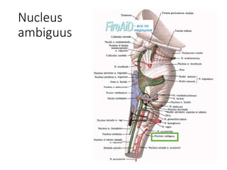 Nucleus
ambiguus
 