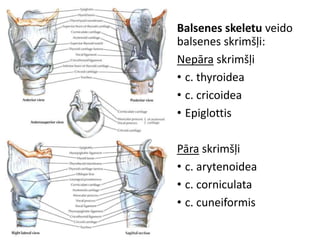 Balsenes skeletu veido
balsenes skrimšļi:
Nepāra skrimšļi
• c. thyroidea
• c. cricoidea
• Epiglottis
Pāra skrimšļi
• c. arytenoidea
• c. corniculata
• c. cuneiformis
 