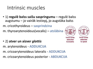 Intrinsic muscles
• 1) regulē balss saišu saspringumu – regulē balss
augstumu – jo vairāk iestiepj, jo augstāka balss
m. cricothyroideus – sasprindzina
m. thyroarytenoideus(vocalis) – atslābina
• 2) atver un aizver glottis
m. arytenoideus - ADDUKCIJA
m. cricoarytenoideus lateralis - ADDUKCIJA
m. cricoarytenoideus posterior - ABDUKCIJA
 